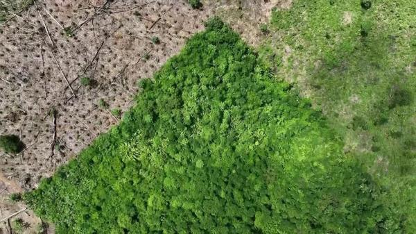 ببینید، نابودی جنگل در برزیل، تصویری باور نکردنی