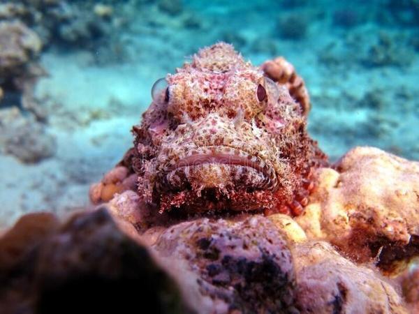 عقرب ماهی؛ استاد استتار و شگفت انگیز در شکار