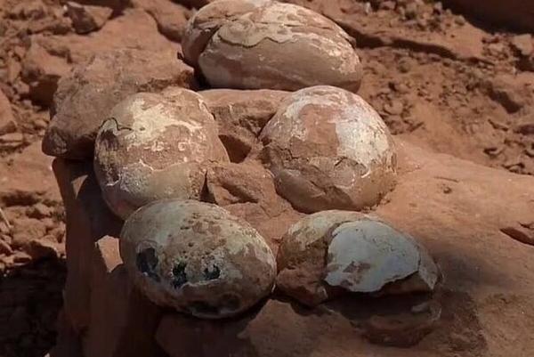 کشف جالب لانه 60 میلیون ساله با تخم های دایناسور